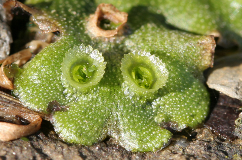 Marchantia polymorpha subsp. ruderalis