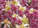 Sphagnum - Photo : Stéphane Leclerc.