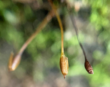 Tetrodontium ovatum