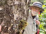 Un participant observe l'Ulota coarctata sur l'écorce d'une arbre. - Photo : Catherine Xu