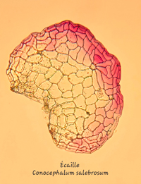 Écaille de Conocephalum salebrosum. - Photo : Carole Beauchesne