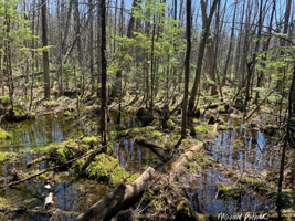 Milieu humide riche en bryophytes au Cap-de-Pierre. - Photo : Maxime Pothier.