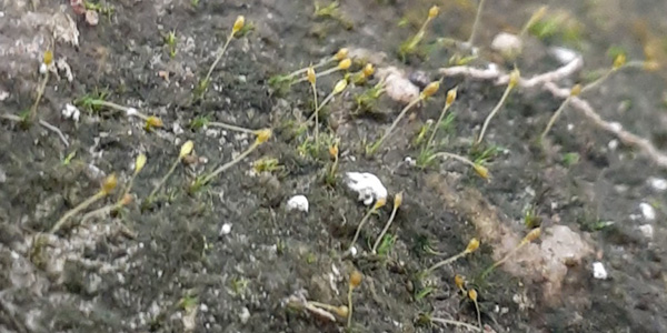 Brachydontium trichodes